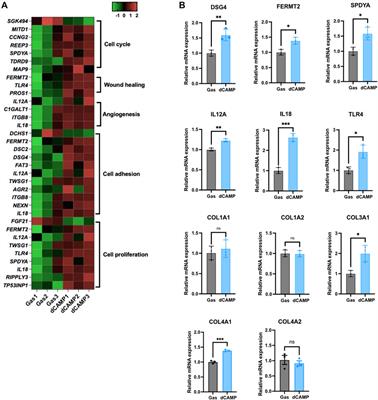 Effect of cold atmospheric microwave plasma (CAMP) on wound healing in canine keratinocytes